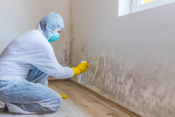Licensed Crawl Space Mold Removal service in Rockford, MI - WQB Mold Removal