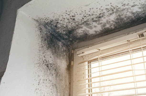 Affordable Crawl Space Mold Removal solutions in Rockford, MI